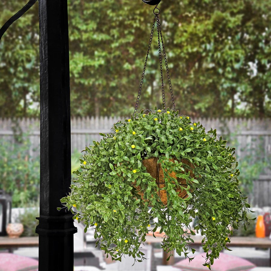 18 in. Spring Argentea Hanging Plant with Yellow Flowers